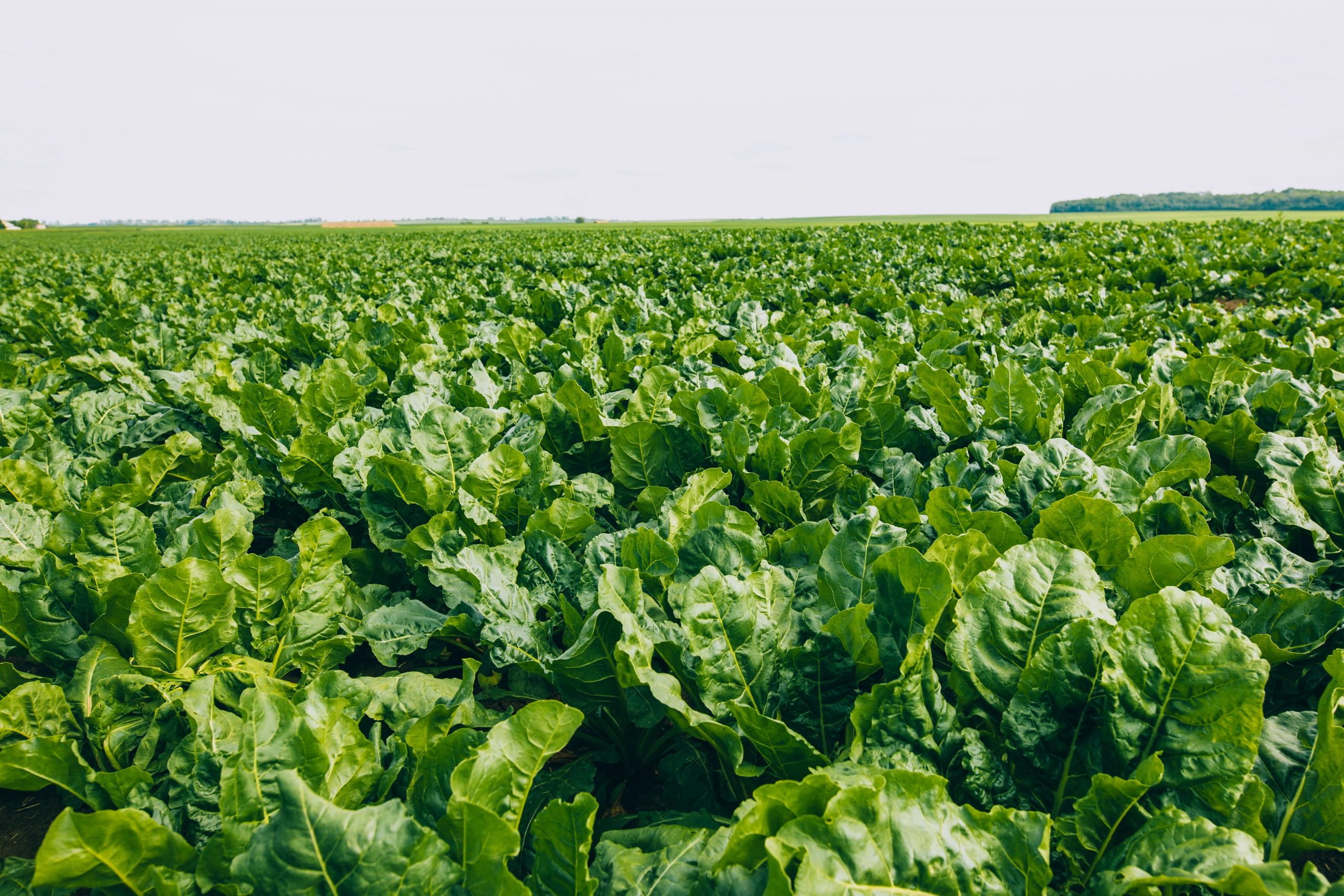 Depositphotos_122364928_XL (1)