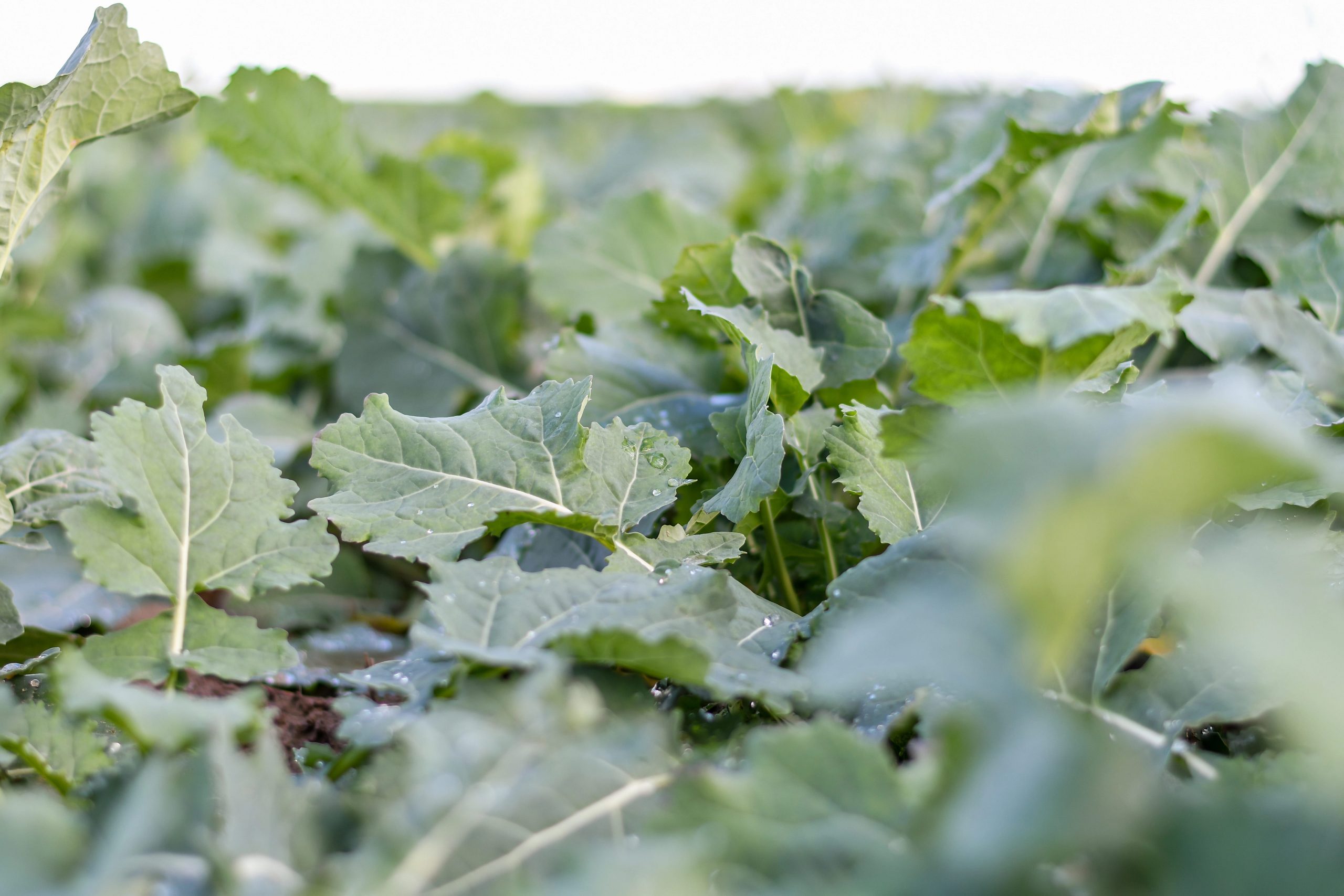 Depositphotos_418822086_XL (1) (1)